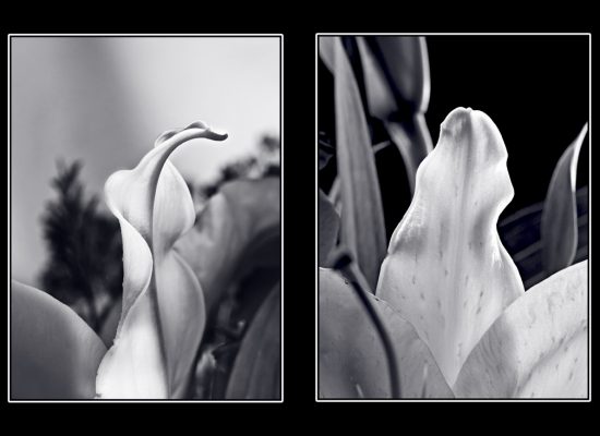 Monotone Diptych