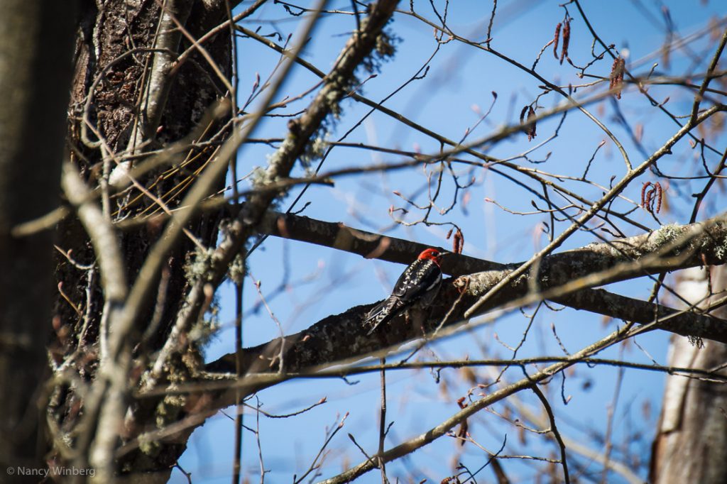 Woody the Woodpecker